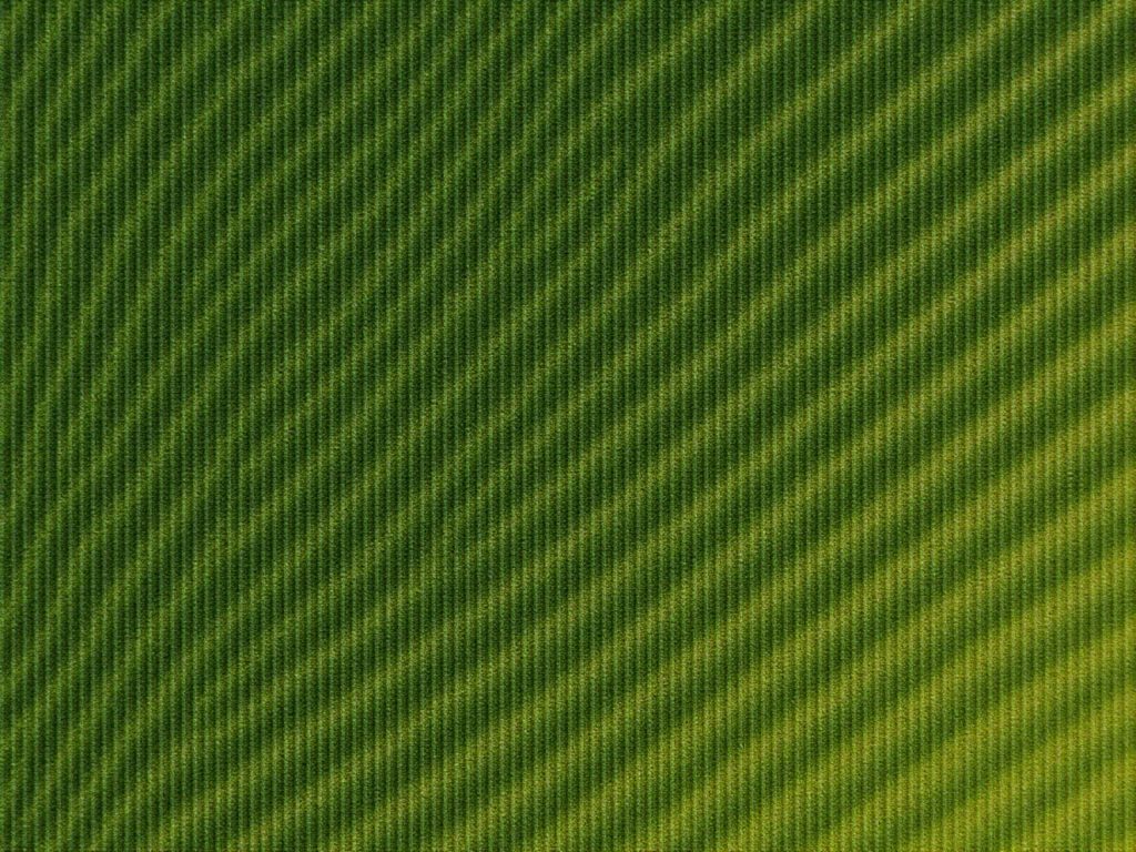 Eucalyptus plantation with rows of trees showcasing our sustainable forestry heritage